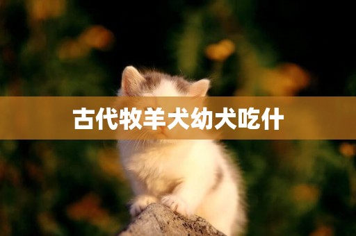 古代牧羊犬幼犬吃什